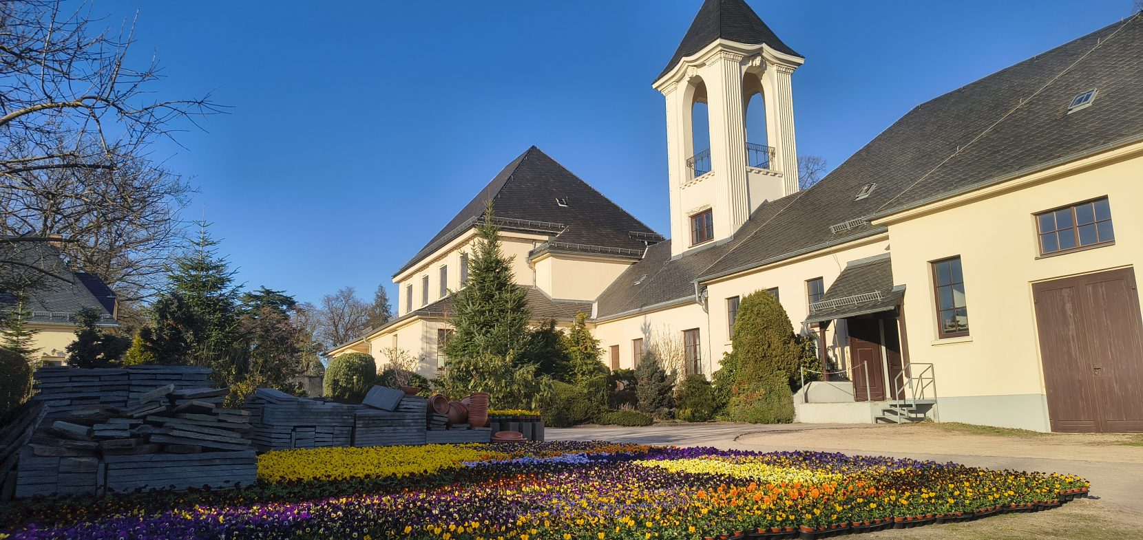 Frühjahr Hornveilchen